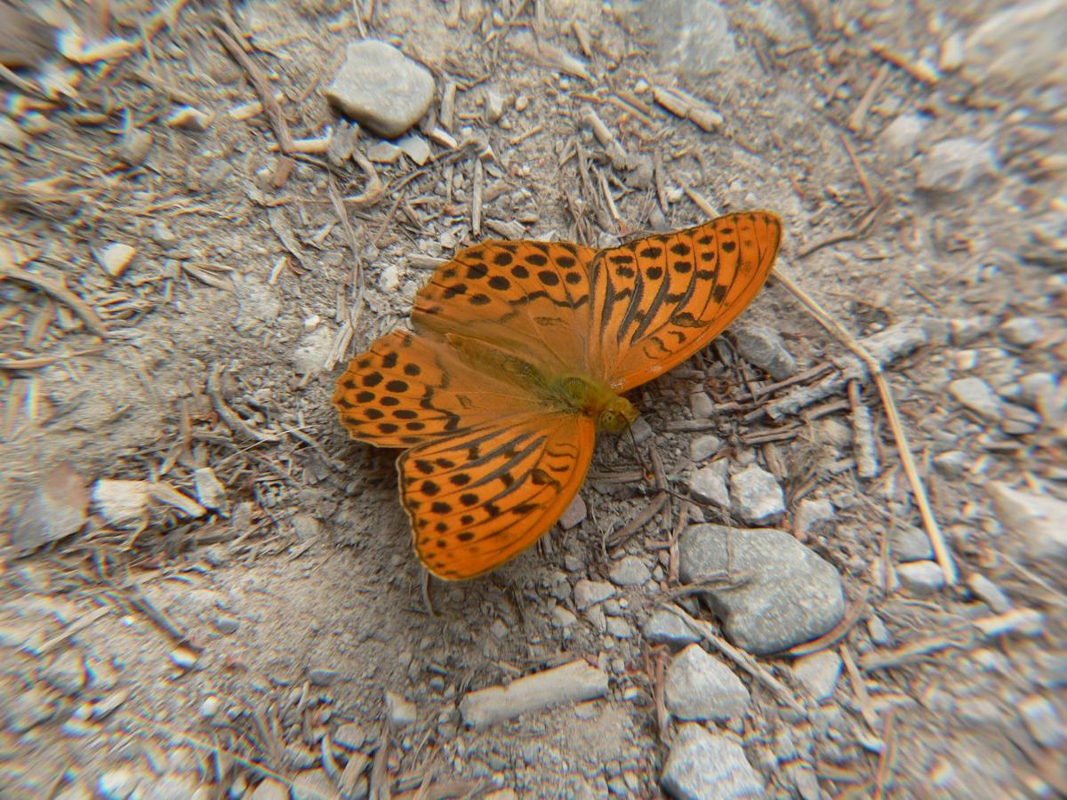 Pandoriana pandora? - Argynnis (Argynnis) paphia